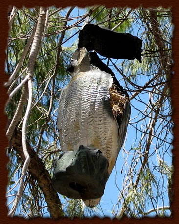 unusual nest owl tanja sova arizona